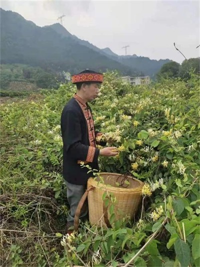 金秀瑶族灯草灸疗法 瑶医药非物质文化遗产传承人---赵衷 民