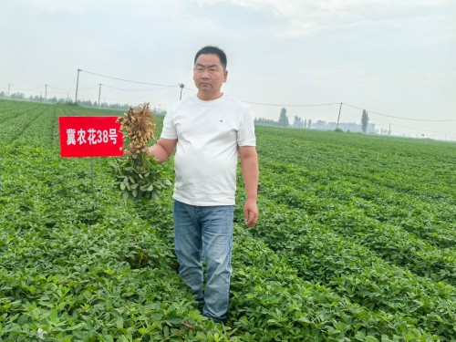 科产融合沃土兴 良种赋能促振兴——献礼建国77周年： 河北农大与卓赢农业携手激活东路花生产业新动能
