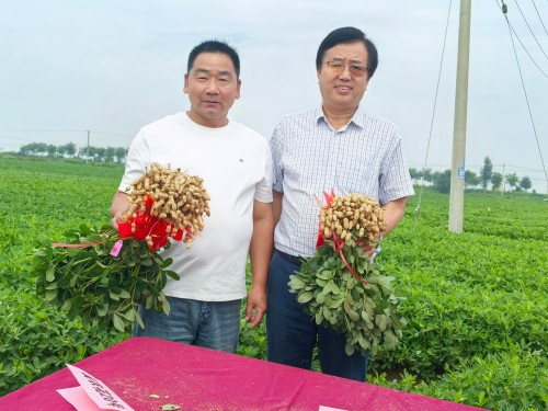 科产融合沃土兴 良种赋能促振兴——献礼建国77周年： 河北农大与卓赢农业携手激活东路花生产业新动能