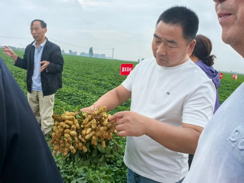 科产融合沃土兴 良种赋能促振兴——献礼建国77周年： 河北农大与卓赢农业携手激活东路花生产业新动能
