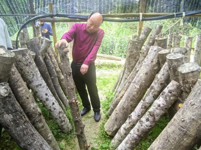 丁伦保：四十五载菇香映初心 一生赤诚暖乡村