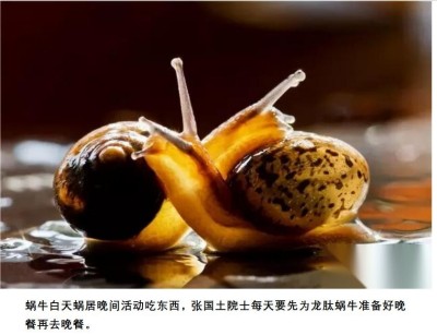 科创为民·健康中国｜黄河千年清一回中国活性龙肽金蜗牛